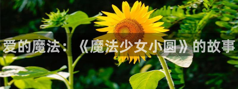 诸天纪樱花动漫